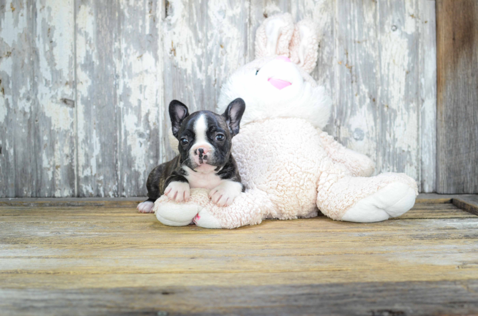 Best French Bulldog Baby