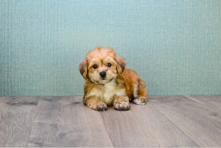 Hypoallergenic Yorkie Designer Puppy