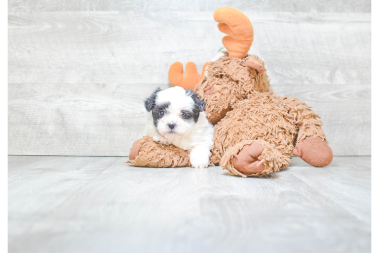 Energetic Shichon Designer Puppy