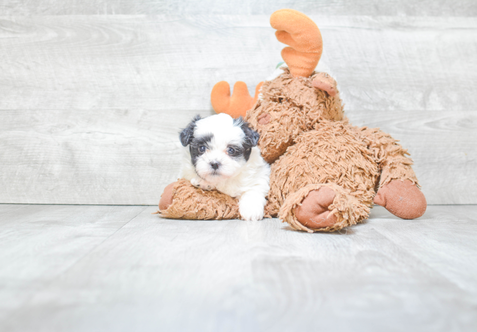 Energetic Shichon Designer Puppy