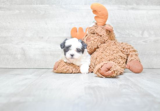 Energetic Shichon Designer Puppy