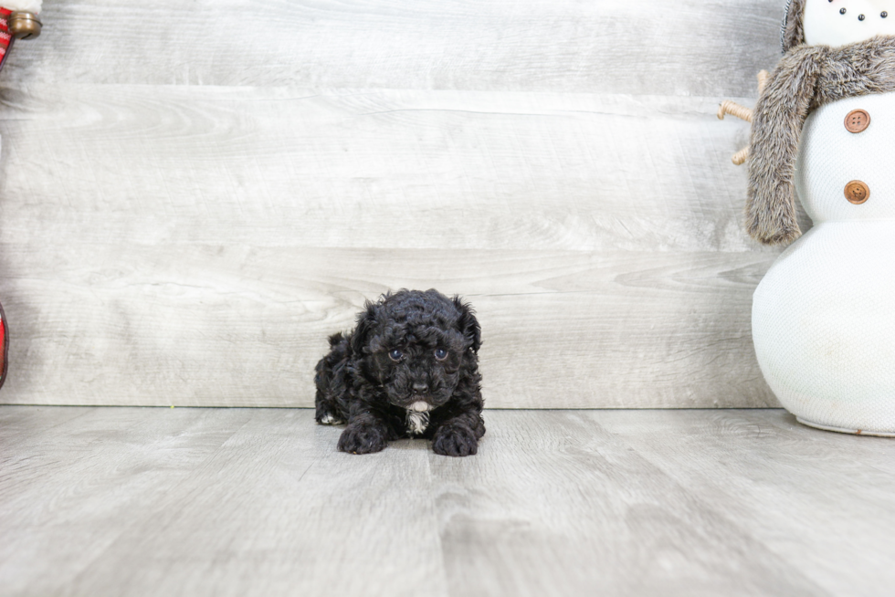 Poodle Pup Being Cute