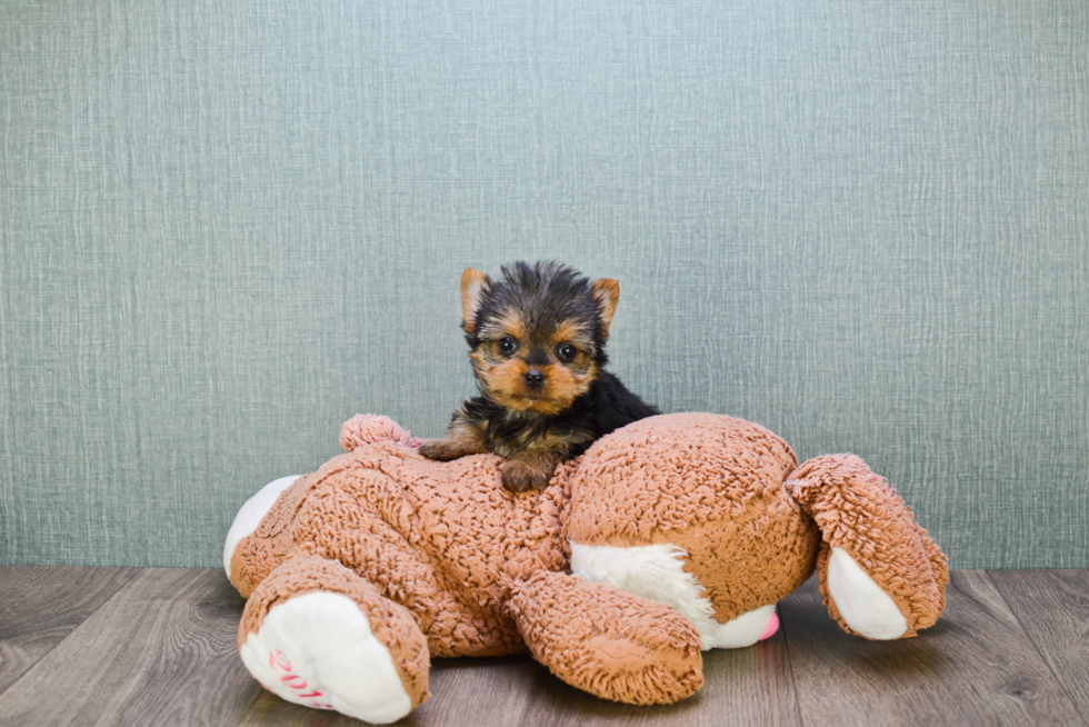 Meet Ronaldo - our Yorkshire Terrier Puppy Photo 