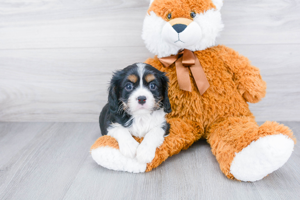 Small Cavalier King Charles Spaniel Purebred Pup