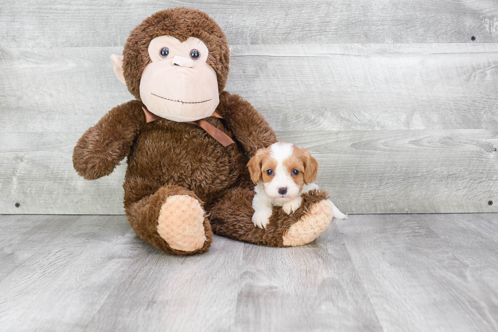 Hypoallergenic Cavalier Designer Puppy