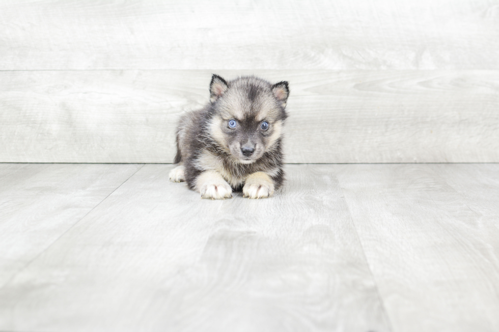 Cute Pomsky Baby