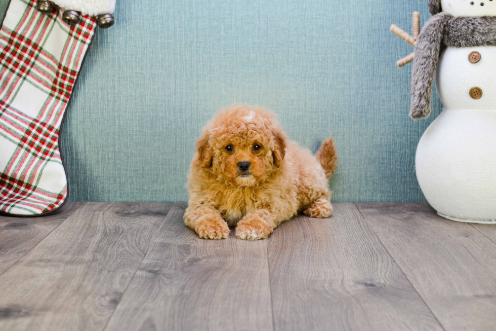 Best Mini Goldendoodle Baby