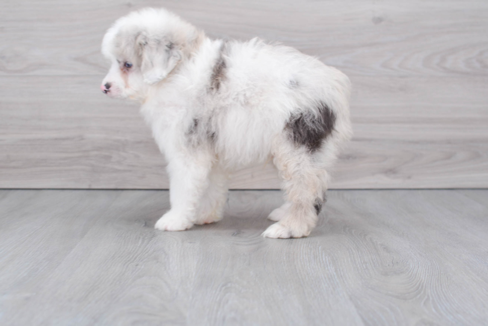 Funny Mini Aussiedoodle Poodle Mix Pup