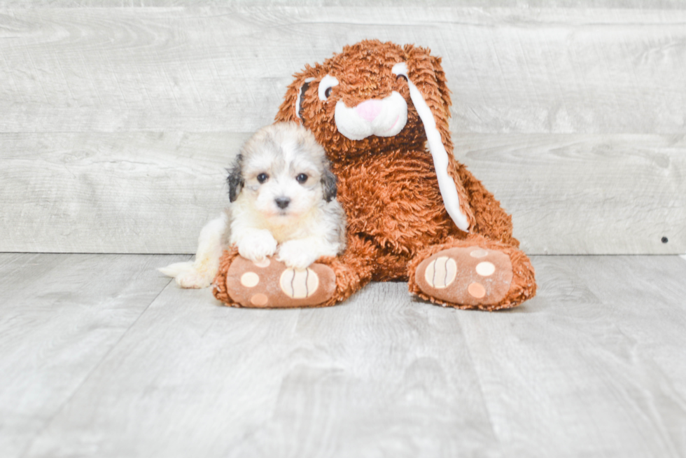 Havanese Puppy for Adoption