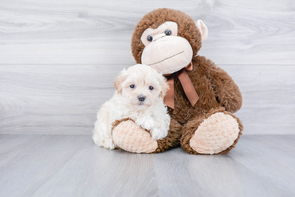 Best Maltipoo Baby