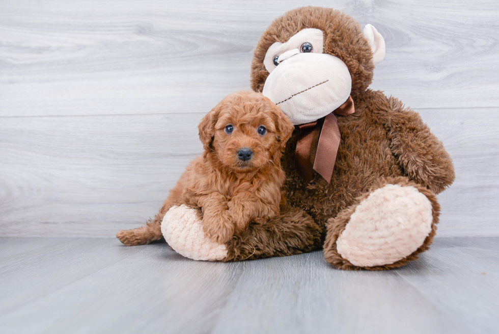 Petite Mini Goldendoodle Poodle Mix Pup