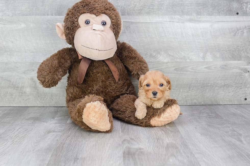 Hypoallergenic Cavoodle Poodle Mix Puppy