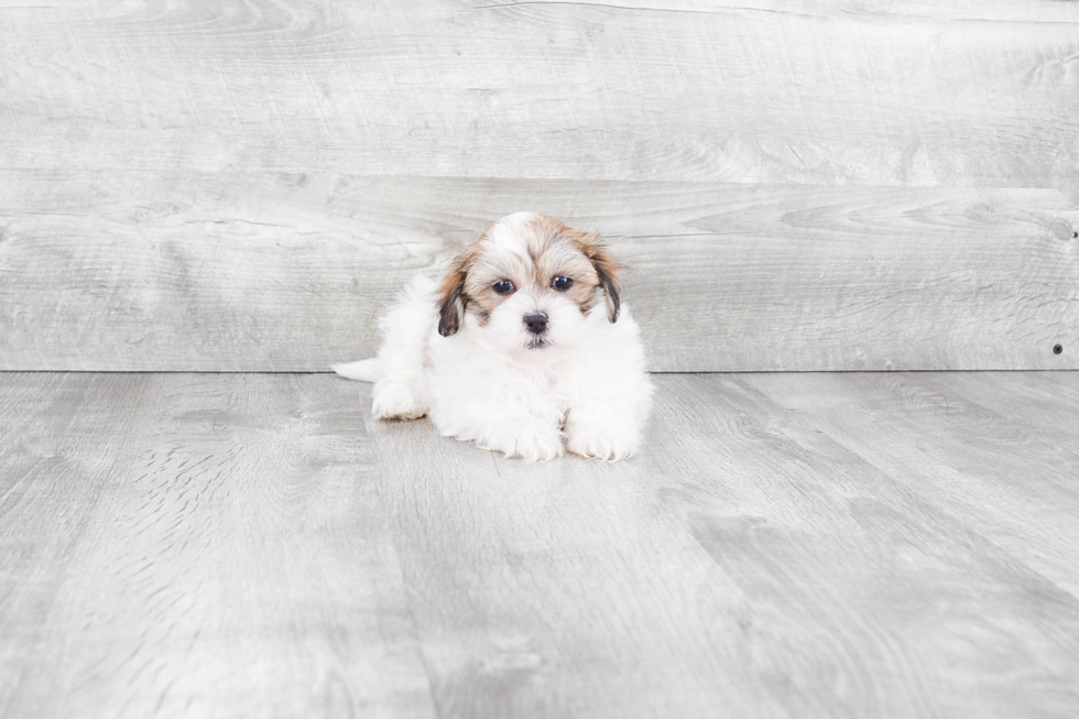 Teddy Bear Pup Being Cute