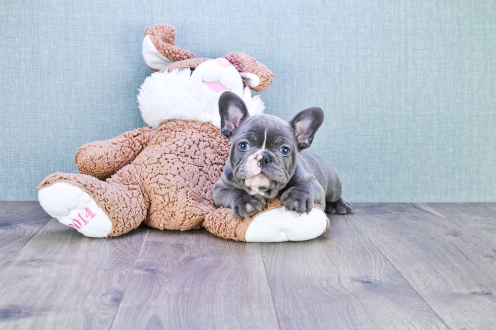 Small French Bulldog Purebred Pup