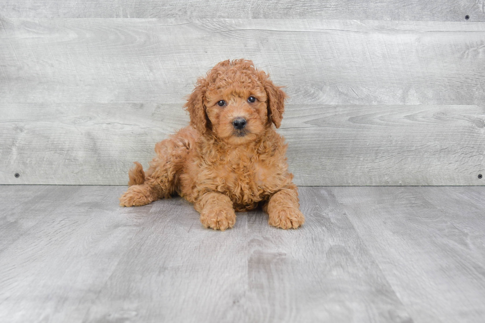 Mini Goldendoodle Pup Being Cute