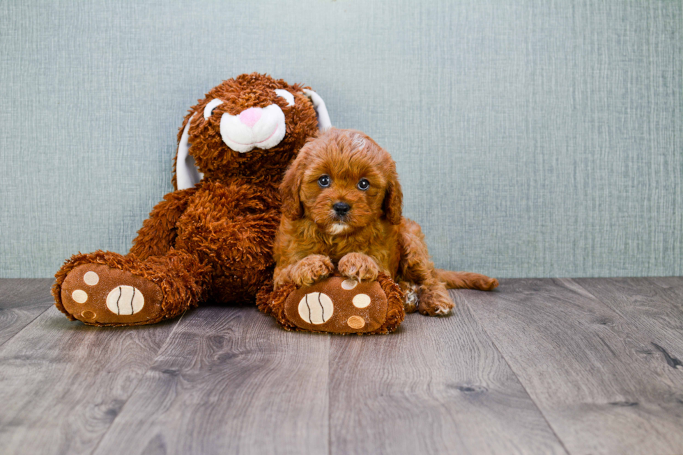 Playful Cavoodle Poodle Mix Puppy