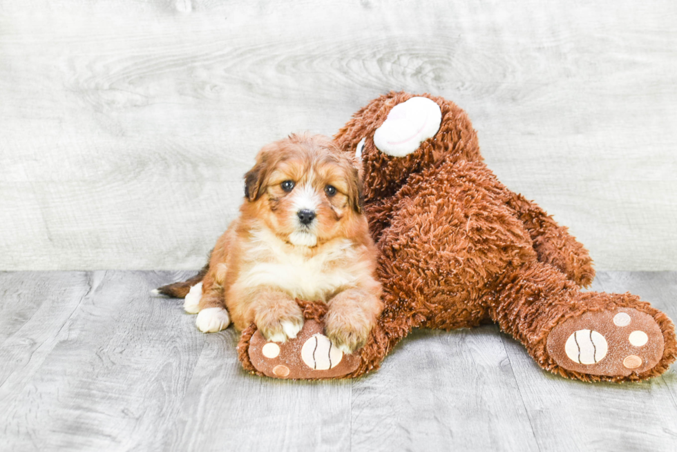 Petite Mini Bernedoodle Poodle Mix Pup