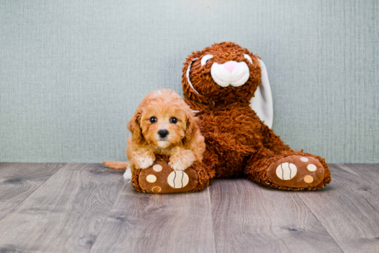 Best Cavapoo Baby