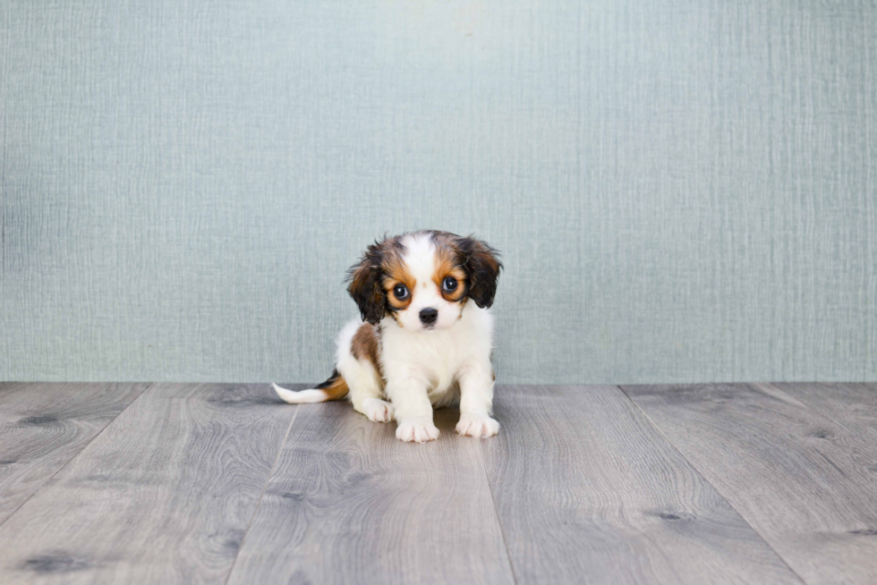 Popular Cavachon Designer Pup