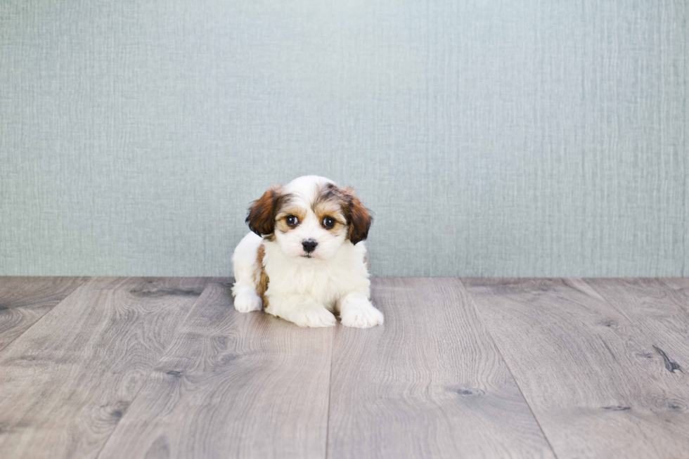 Sweet Cavachon Baby