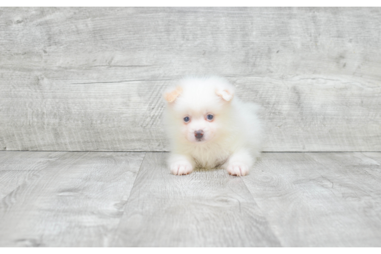 Friendly Pomeranian Purebred Pup