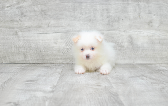 Friendly Pomeranian Purebred Pup