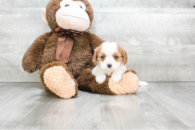 Little Cavalier King Charles Spaniel Baby