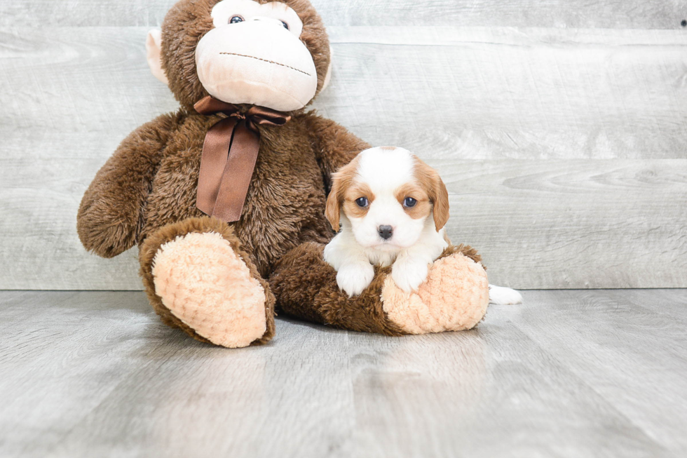 Little Cavalier King Charles Spaniel Baby