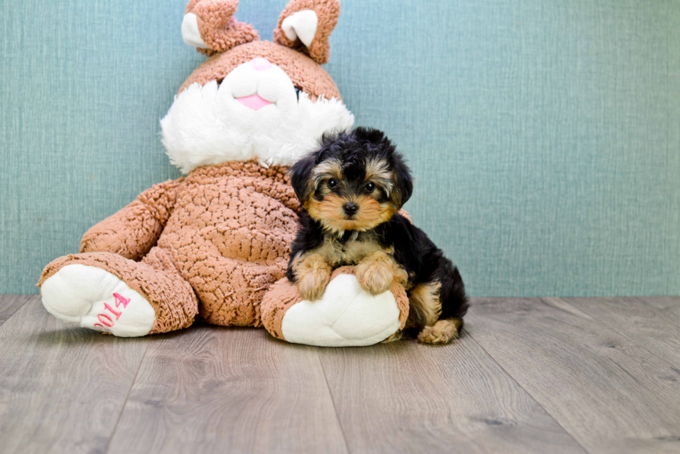 Sweet Yorkie Poo Baby