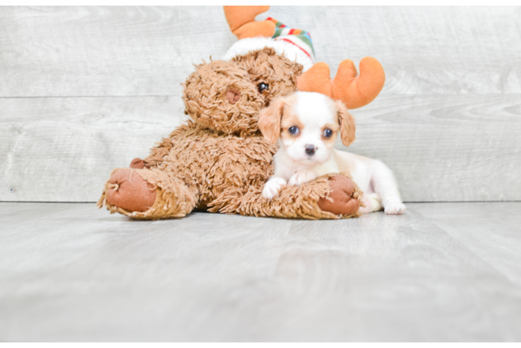 Hypoallergenic Cavalier King Charles Spaniel Purebred Pup