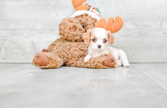 Hypoallergenic Cavalier King Charles Spaniel Purebred Pup