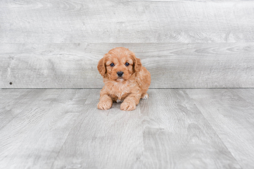 Playful Cavoodle Poodle Mix Puppy