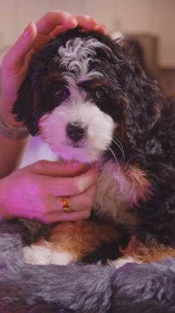 Premier Pups Behind every healthy, happy puppy at Premier Pups in Ohio is a trusted breeder who shares our values 