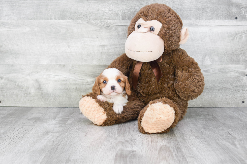 Cavalier King Charles Spaniel Pup Being Cute