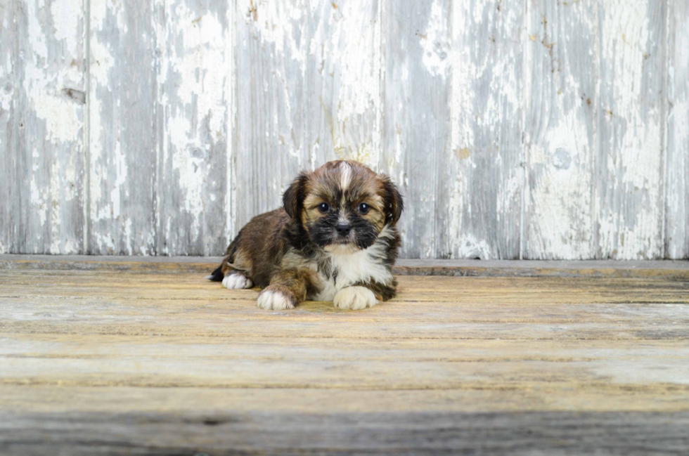 Shorkie Pup Being Cute