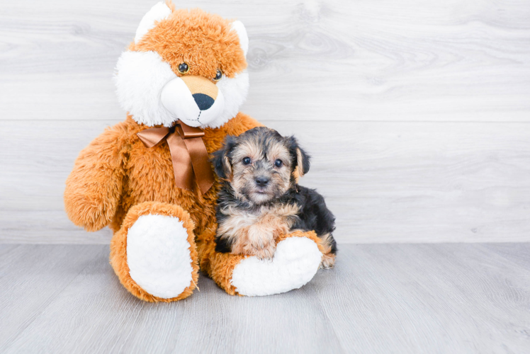 Little Yorkie Designer Puppy