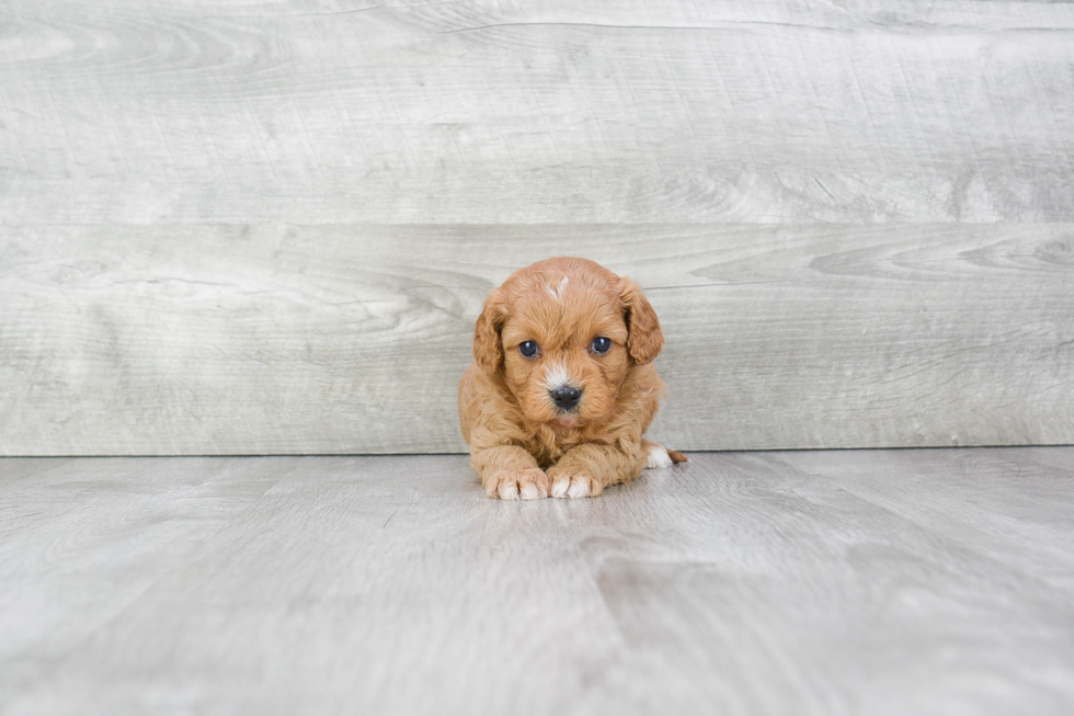 Cavapoo Puppy for Adoption