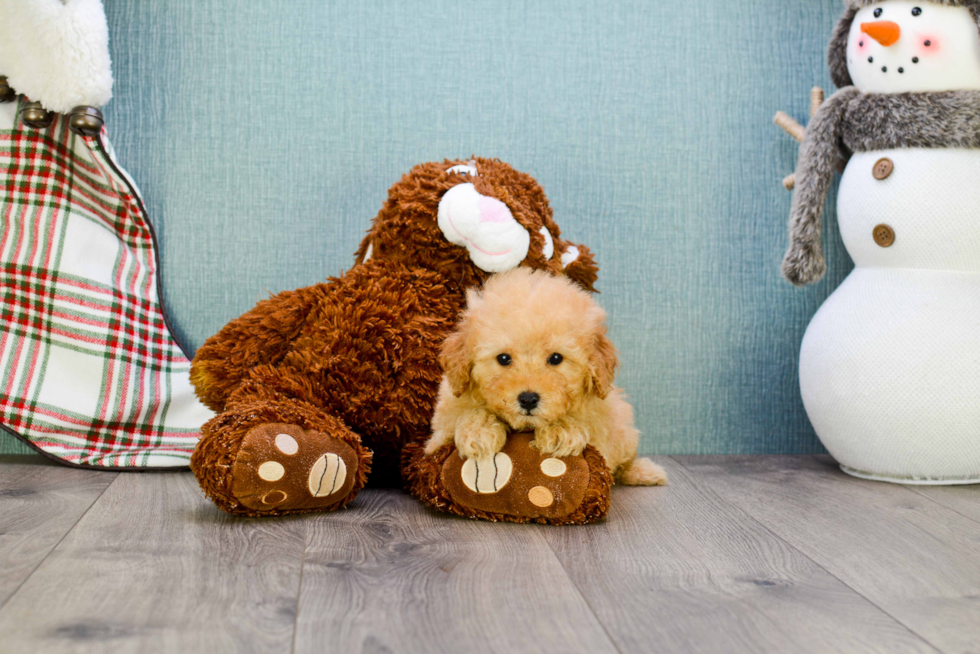 Maltipoo Pup Being Cute