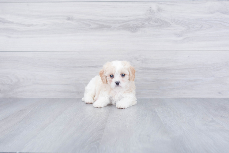 Cavachon Pup Being Cute
