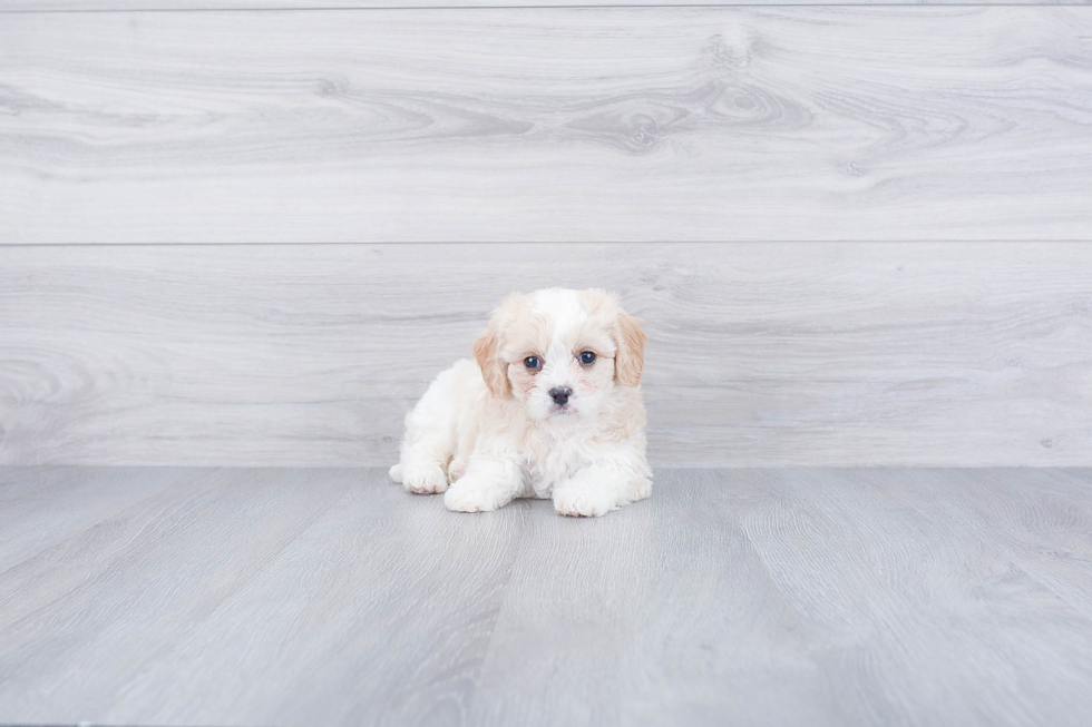 Cavachon Pup Being Cute