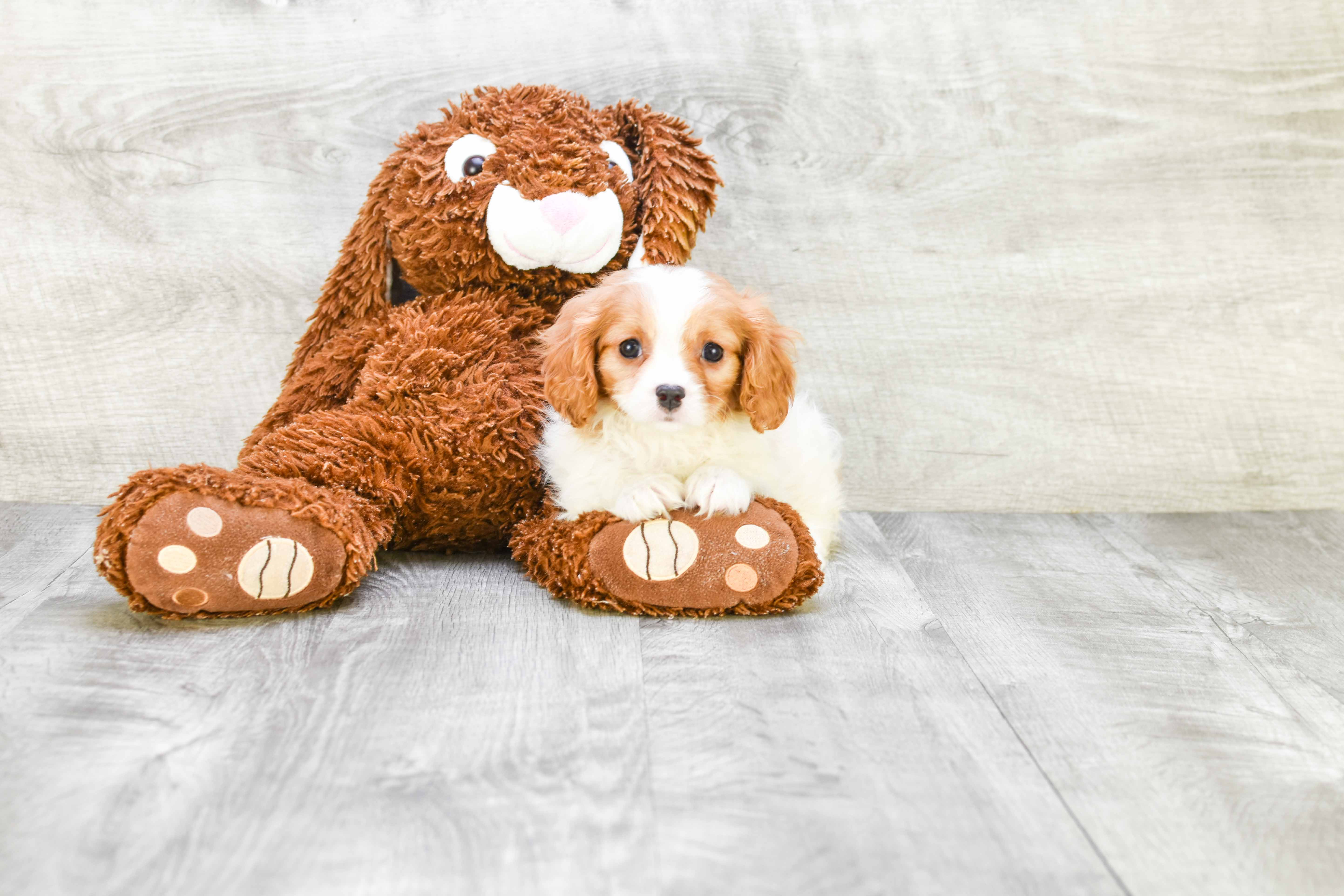 Friendly Cavalier King Charles Spaniel Purebred Pup