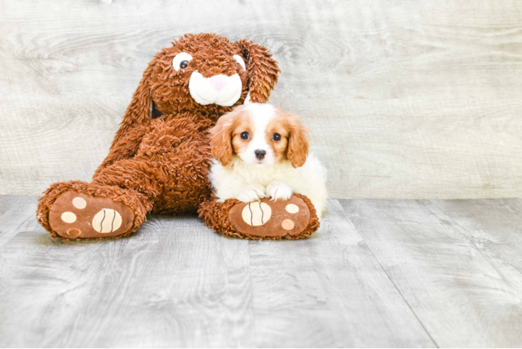 Friendly Cavalier King Charles Spaniel Purebred Pup