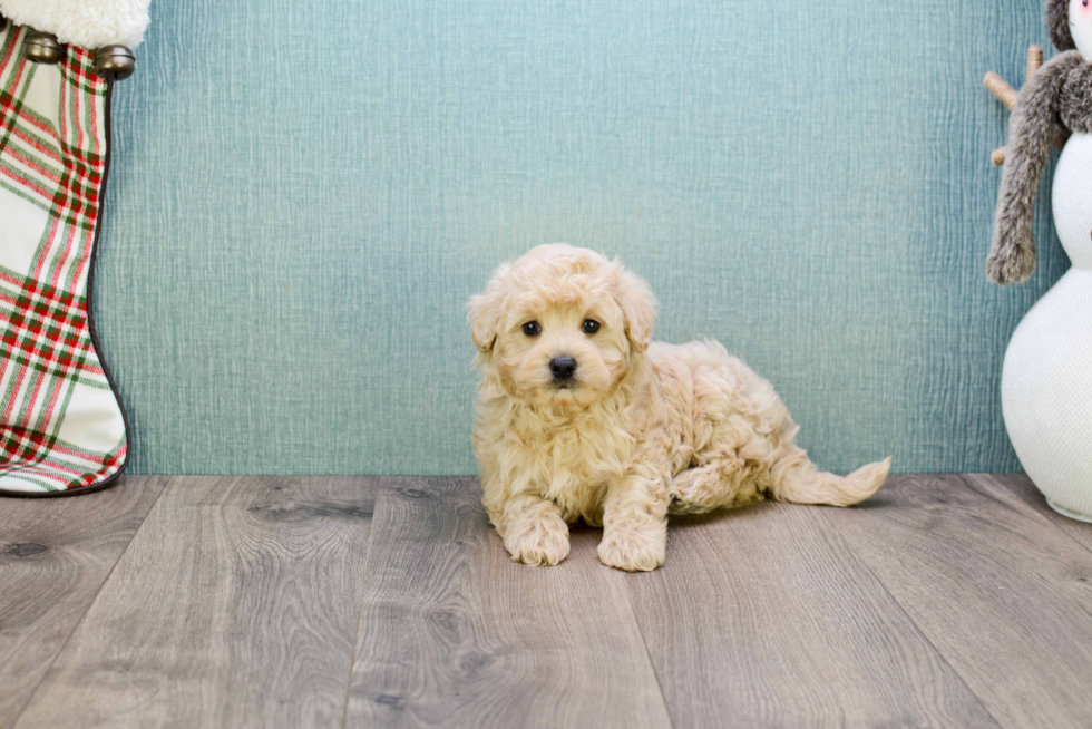 Maltipoo Puppy for Adoption