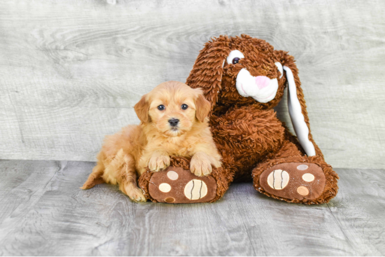 Cute Mini Goldendoodle Baby