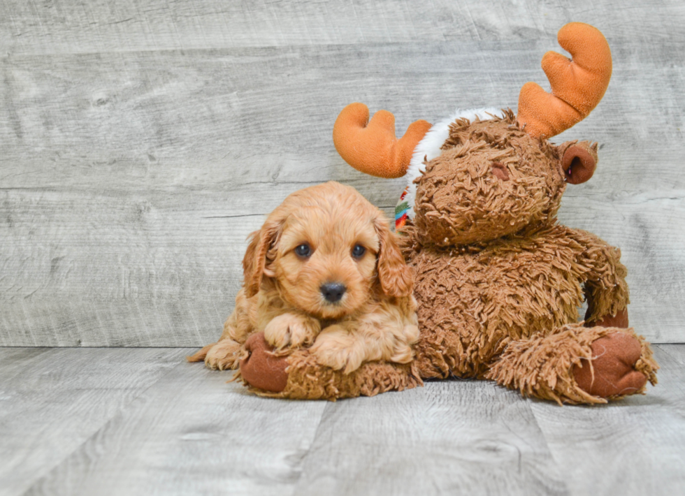 Popular Cavapoo Poodle Mix Pup