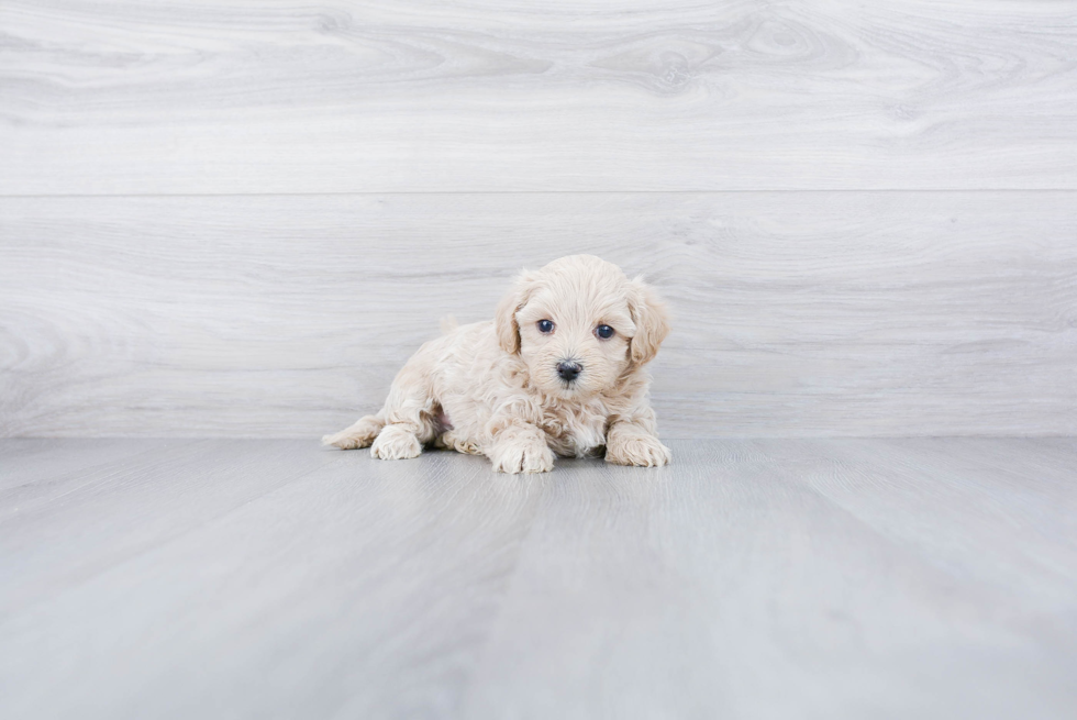 Maltipoo Pup Being Cute