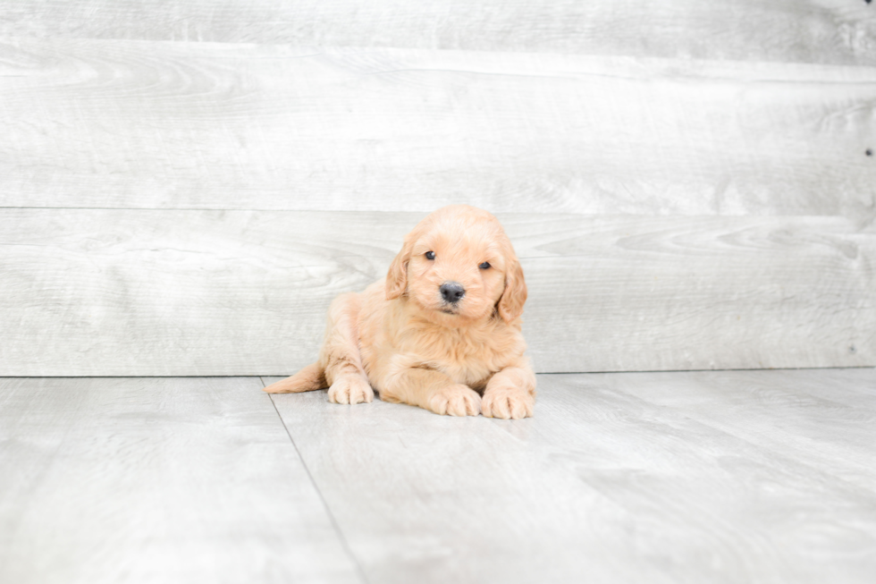 Mini Goldendoodle Puppy for Adoption