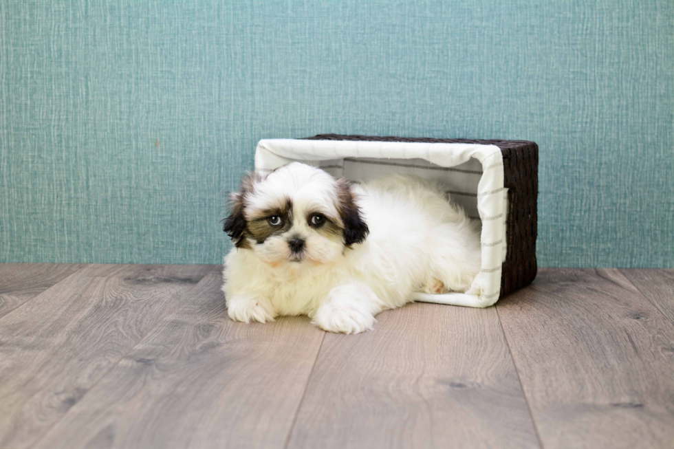 Shih Tzu Puppy for Adoption