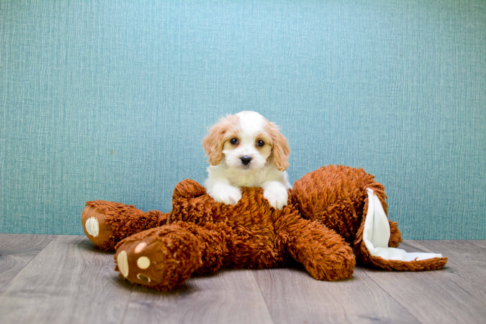 Energetic Cavalier Designer Puppy