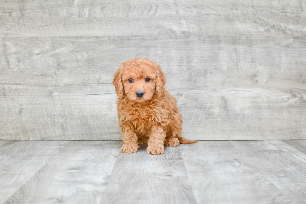 Mini Goldendoodle Puppy for Adoption